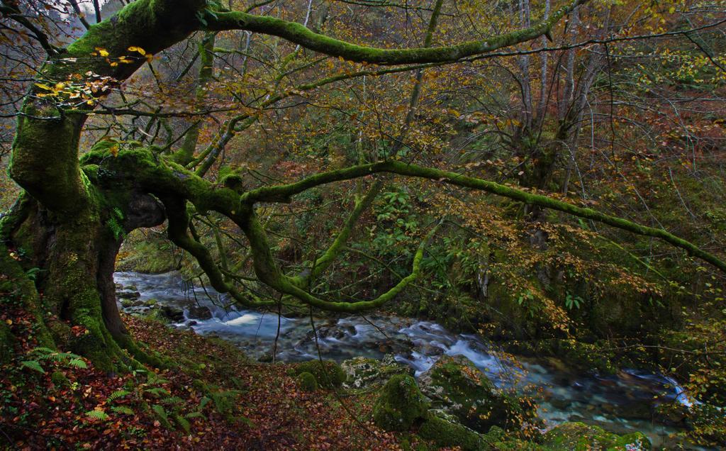 Apartamentos La Regoria Arenas De Cabrales Luaran gambar